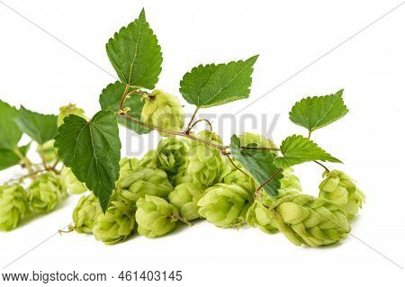 Hop Branch  With Leaves Isolated On White Baxkground