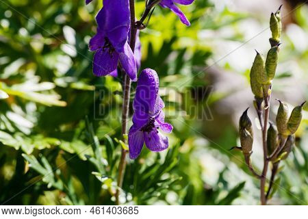 Blue Monkshood, Aconitum Napellus