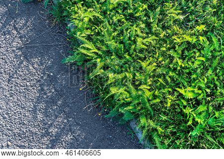 Dense Thickets Of Grass On A Neglected Lawn Along The Old Sidewalk Path Of The Park, Thickets Of Yar