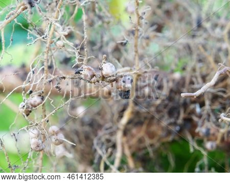 Nitrogen-fixing Bacteria On Legume Roots Close-up In Natural Conditions