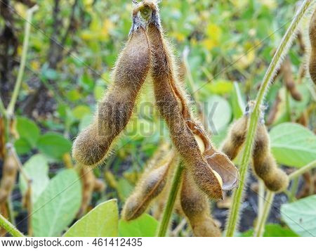 Nitrogen-fixing Bacteria On Legume Roots Close-up In Natural Conditions