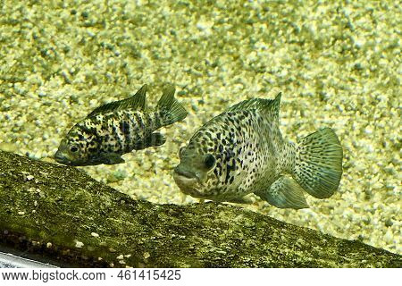 Managuan Cichlazoma Floating In Clear Water Near The Seabed