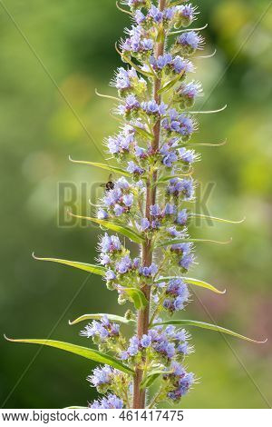 Giant Vipers Bugloss (echium Pininana) Flowers