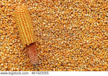 Harvested Shelled Corn Grains Detached From The Cob, Top View