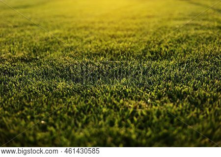 Green Grass Close-up. Cut Green Juicy Lawn. Alpine Meadow Densely Overgrown With Grass. Field Of Gra