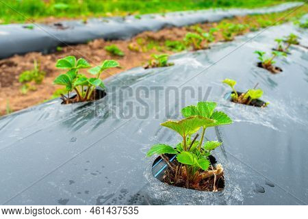 Rows Of Strawbery On Ground Covered By Plastic Mulch Film In Agriculture Organic Farming. Cultivatio