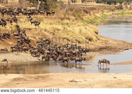 A Herd Of Gnus Crossing The Mara River In Tanzania