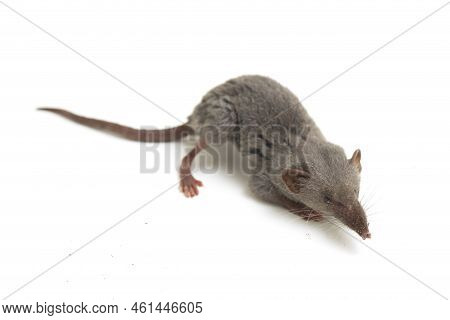 Asian House Shrew Or Brown Musk Shrew. Suncus Murinus Isolated On White Background