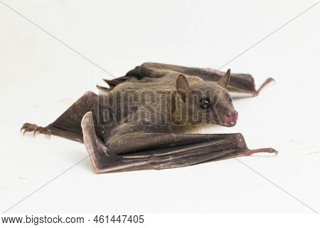 Indonesian Short-nosed Fruit Bat Cynopterus Titthaecheilus Isolated On White Background