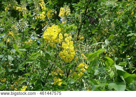 Florescence Of Laburnum Anagyroides In Mid May