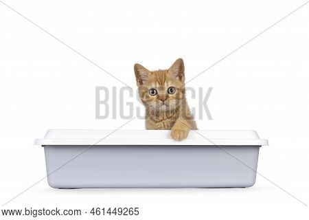 Cute Red British Shorthair Cat Kitten, Sitting In Grey Open Litterbox With One Paw On The Edge Of Th