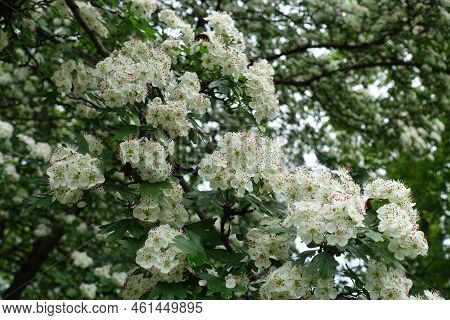 Hundreds Of White Flowers Of Common Hawthorn In May