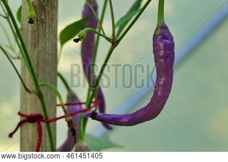Close Up Of A Pink Cayenne Pepper, Variety Buena Mulata. Eventually Turns Red When Fully Ripe.