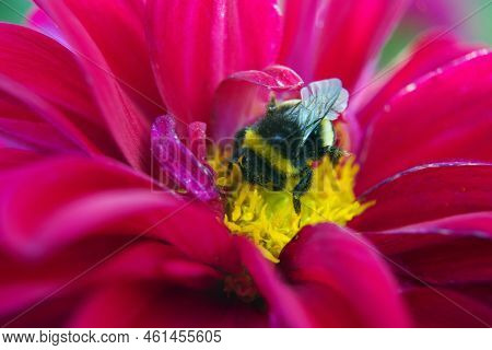 Close-up Of A Queen Bumblebee, Bombus Hypnorum Sitting On A Red Flower In A Garden, Selective Soft F