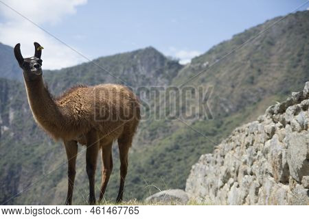 Llama Pacing Freely In Machu Picchu Archaeological Complex. High Quality Photo