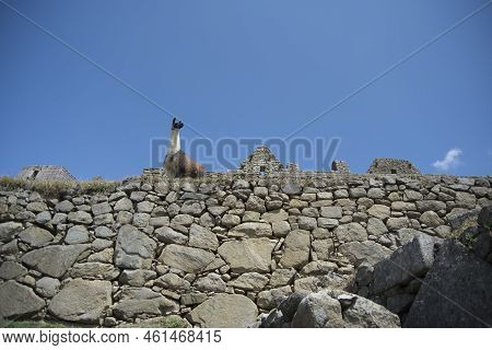Llama Pacing Freely In Machu Picchu Archaeological Complex. High Quality Photo