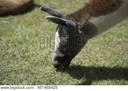 Llama Eating Grass Freely In Machu Picchu Archaeological Complex. High Quality Photo