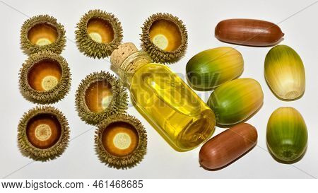 Photos Of Acorns And Acorn Oil On A White Background.