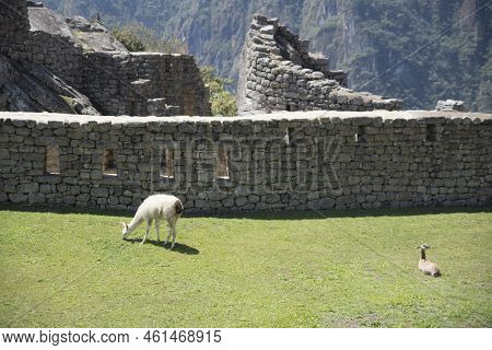 Llama Pacing Freely In Machu Picchu Archaeological Complex. High Quality Photo