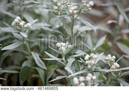 Triple Veined Pearly Everlasting, Anaphalis Triplinervis