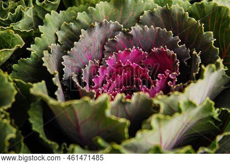 Purple green ornamental cabbage. It grows in the garden. Decorative vegetable. Brassica oleracea.