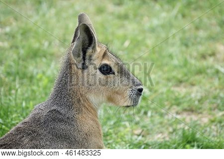 Natural Shot Of Detail Of Patagonian Mara Animal Head - Dolichotis Patagonum - With Nice Blurry Gras