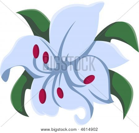 Lily blomst