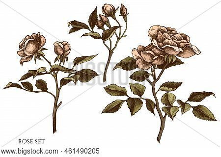 Gardening Hand Drawn Vector Illustrations Collection. Colored Rose. High Detailed Image.