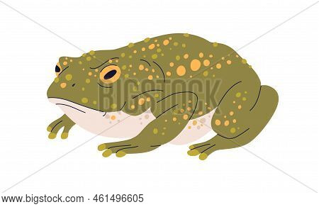 Caucasian Toad, Bufo Verrucosissimus. Green Frog With Parotoid Glands On Skin. Amphibian Reptile, Wi