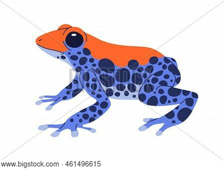 Red-backed Poison Dart Tree Frog. Exotic Amphibian Reptile. Tropical Toxic Froglet With Blue Skin, S