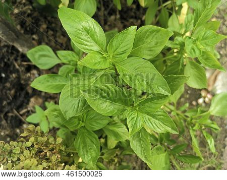 Thai Basil Is A Type Of Basil Native To Southeast Asia. Its Flavor, Described As Anise- And Licorice