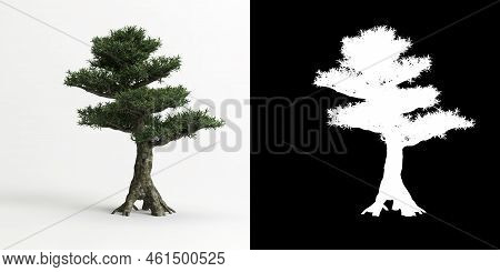 3d Illustration Of Podocarpus Macrophyllus Bonsai Isolated On White And Its Mask