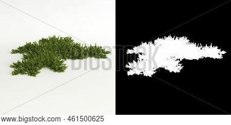 3d Illustration Of Bryophyte Tree Isolated On White And Its Mask