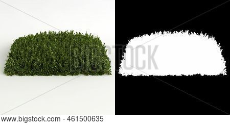 3d Illustration Of Bryophyte Tree Isolated On White And Its Mask