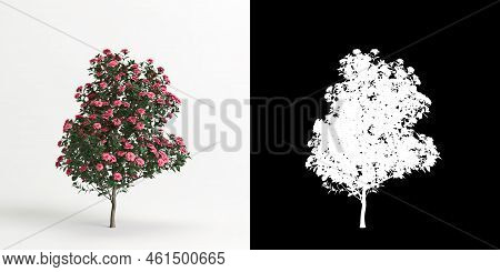 3d Illustration Of Camellia Sasanqua Flower Isolated On White And Its Mask