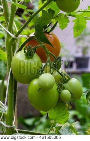 Beautiful Red Ripe Heirloom Tomatoes Grown In A Greenhouse. Gardening Tomato Photograph With Copy Sp