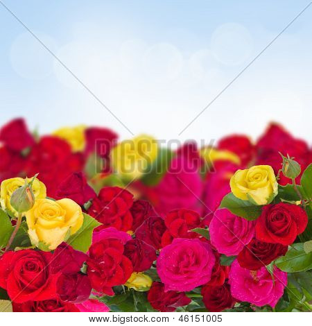 rozen tuin