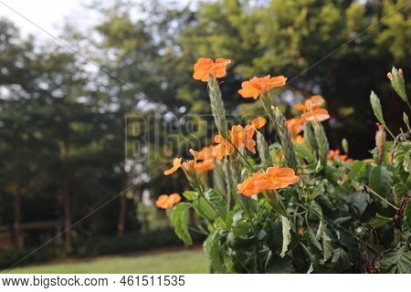 Crossandra Infundibuliformis, Also Called Firecracker Plant, I