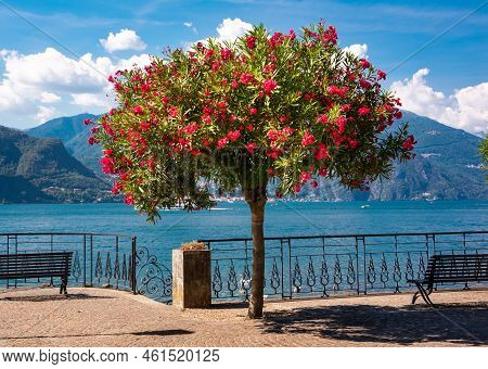 Beautiful Coast Of Lake Como In Summer With Flowers, Famous Tourism Destination