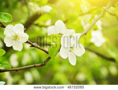 Blomstrende træer i et æbletræ