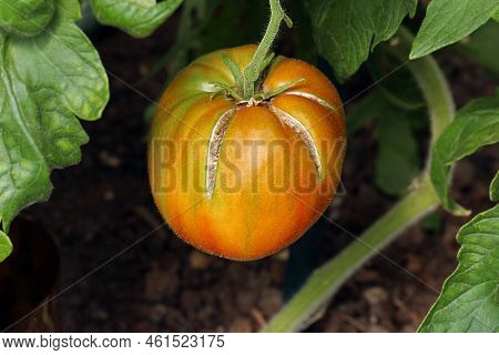 Tomato Cracking Caused By Irregular Watering. Large Red Ripe Tomato With Cracked Skin. Close-up Imag
