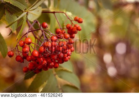 Autumnal Background With Red Rowan Tree Fruits.