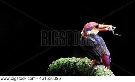 Odkf - Oriental Dwarf Kingfisher With A Kill