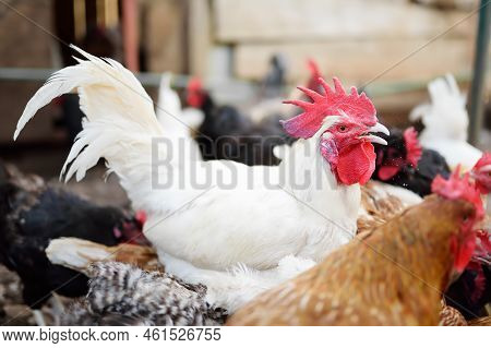 Chickens And Roosters Are Walking In The Farm Coop. Floor Cage Free Chickens Is Trend Of Modern Poul