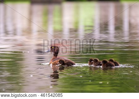 Female Tufted Duck Swims With Her Ducklings In Green Lake