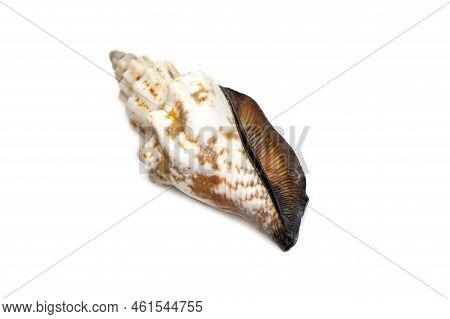 Image Of Canarium Urceus Is A Species Of Sea Snail, A Marine Gastropod Mollusk In The Family Strombi