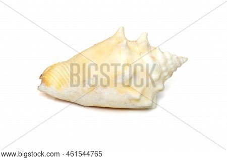 Image Of Strombus Alatus Sea Shell, The Florida Fighting Conch, Is A Species Of Medium-sized, Warm-w