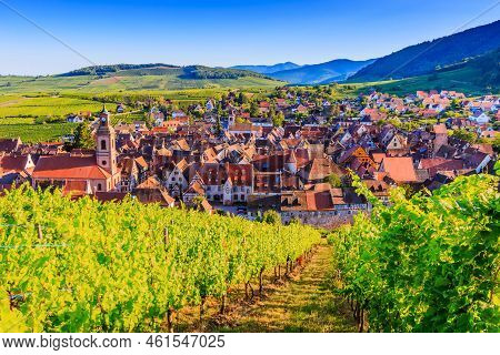 Riquewihr, France. Landscape With Vineyards Near The Historic Village. The Alsace Wine Route.