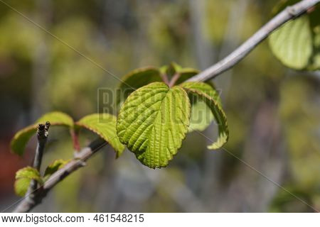 Japanese Snowball Shasta Branch With Green Leaves