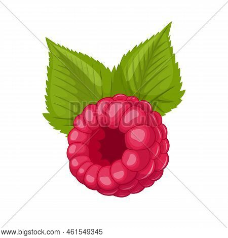 Raspberry Leaf Cartoon. Berry Red, Fruit Plant, Green Food Leaves, Organic Summer, Nature Branch Ras